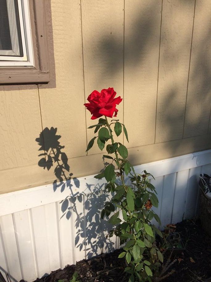 A picture a single rose growing from the ground.